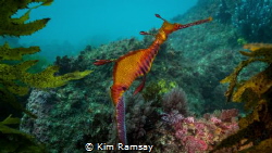 Weedy Sea Dragon by Kim Ramsay 